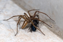La Pisaure admirable. Un mle en chasse (Araneae - Pisauridae - Pisaura mirabilis)
